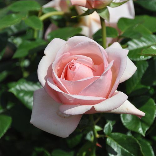 Rosa Aphrodite® - ružová - Stromkové ruže s kvetmi anglických ružístromková ruža s rovnými stonkami v korune